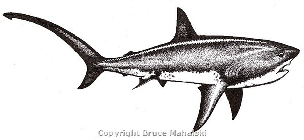 035 - Sharks- Thresher Shark Picture    